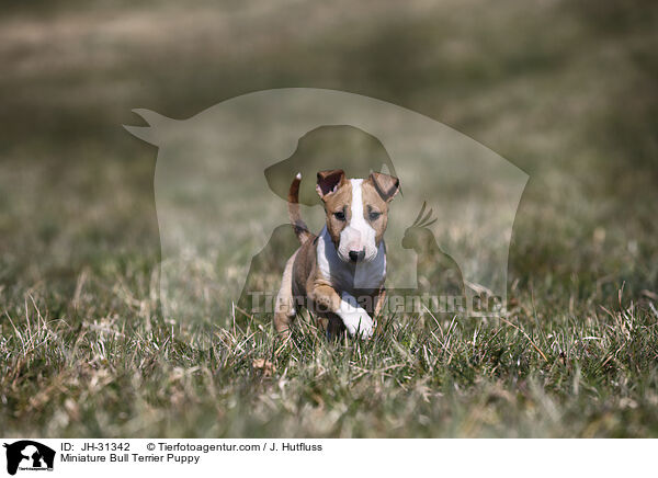 Miniature Bullterrier Welpe / Miniature Bull Terrier Puppy / JH-31342