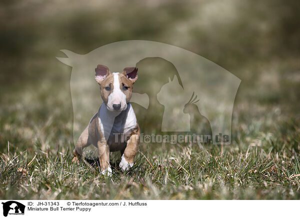 Miniature Bullterrier Welpe / Miniature Bull Terrier Puppy / JH-31343