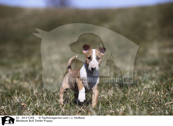 Miniature Bullterrier Welpe / Miniature Bull Terrier Puppy / JH-31346