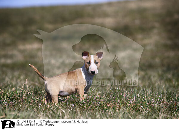 Miniature Bullterrier Welpe / Miniature Bull Terrier Puppy / JH-31347