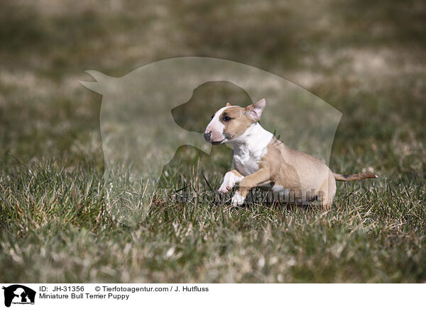 Miniature Bull Terrier Puppy / JH-31356