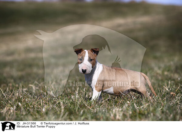 Miniature Bullterrier Welpe / Miniature Bull Terrier Puppy / JH-31366