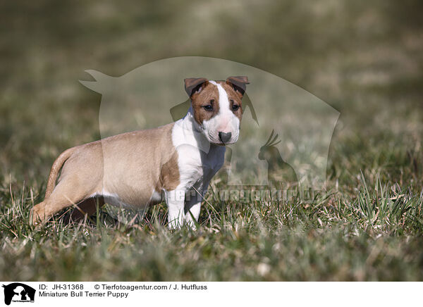 Miniature Bull Terrier Puppy / JH-31368