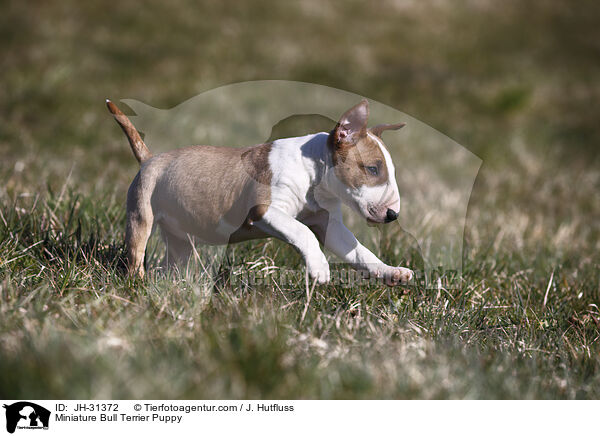 Miniature Bullterrier Welpe / Miniature Bull Terrier Puppy / JH-31372
