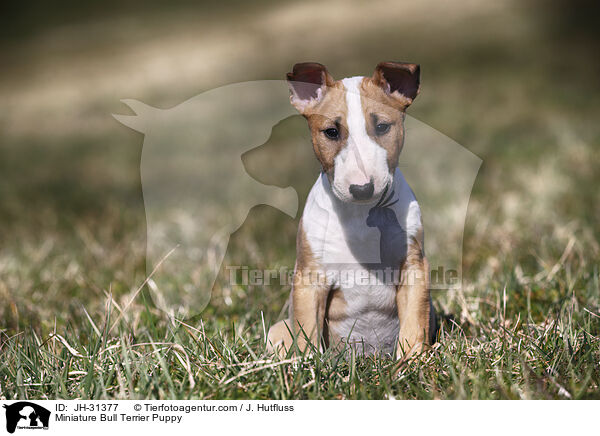 Miniature Bull Terrier Puppy / JH-31377