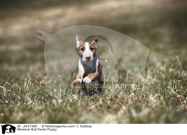 Miniature Bullterrier Welpe / Miniature Bull Terrier Puppy / JH-31380