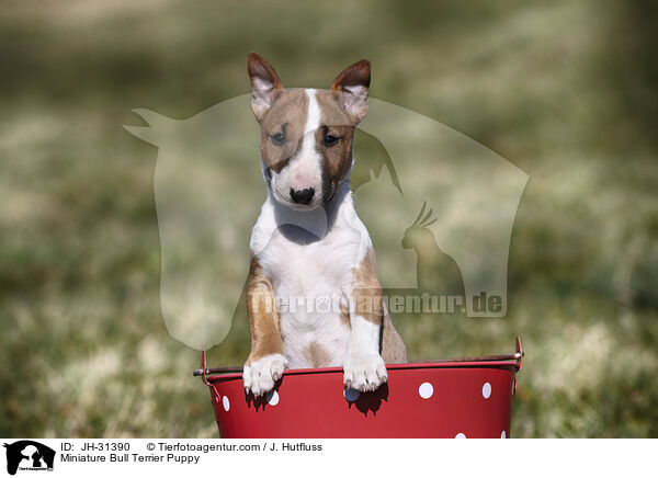 Miniature Bullterrier Welpe / Miniature Bull Terrier Puppy / JH-31390