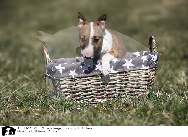 Miniature Bullterrier Welpe / Miniature Bull Terrier Puppy / JH-31393