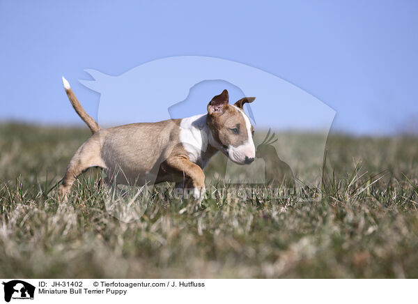 Miniature Bullterrier Welpe / Miniature Bull Terrier Puppy / JH-31402