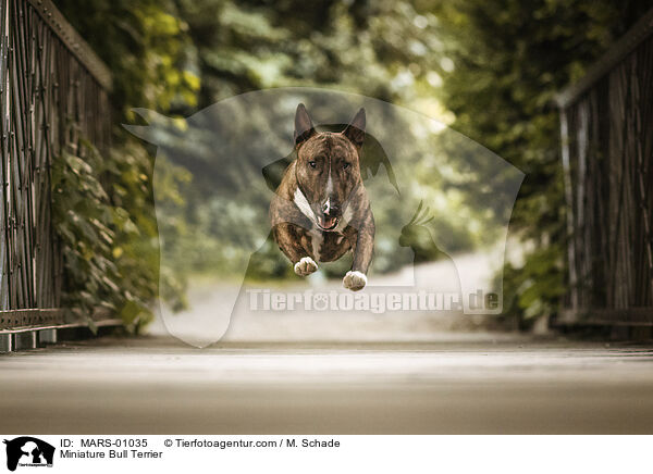 Miniature Bull Terrier / MARS-01035