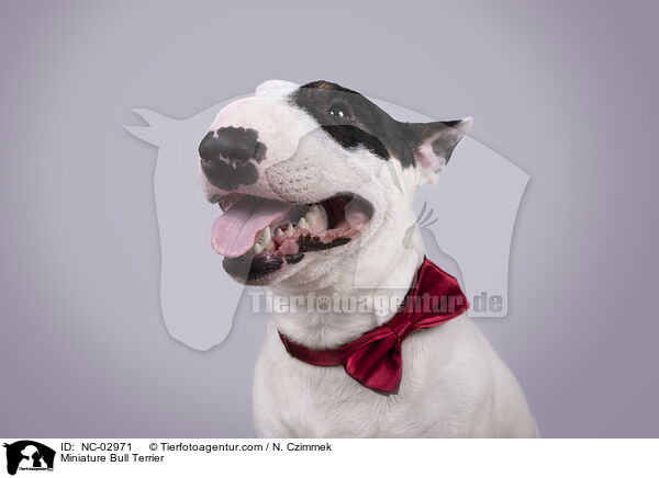 Miniature Bullterrier / Miniature Bull Terrier / NC-02971