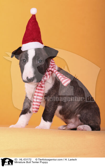 Miniatur Bullterrier Welpe / Miniature Bull Terrier Puppy / HL-03172