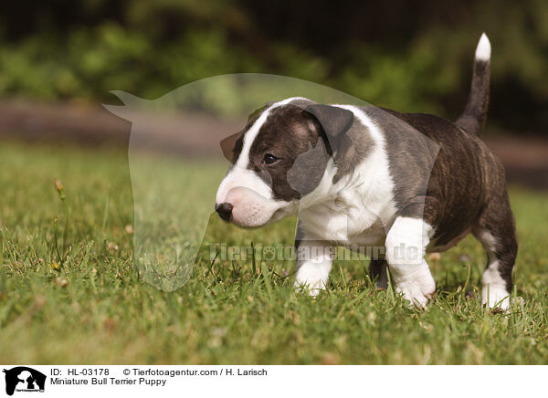 Miniatur Bullterrier Welpe / Miniature Bull Terrier Puppy / HL-03178