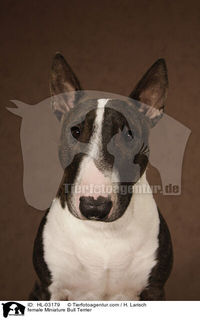 Miniatur Bullterrier Hndin / female Miniature Bull Terrier / HL-03179