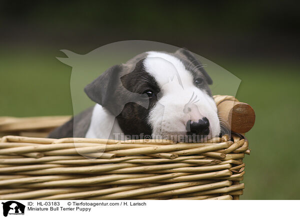 Miniatur Bullterrier Welpe / Miniature Bull Terrier Puppy / HL-03183