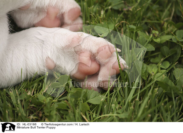 Miniature Bull Terrier Puppy / HL-03186