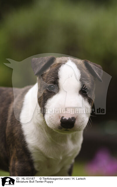 Miniature Bull Terrier Puppy / HL-03187