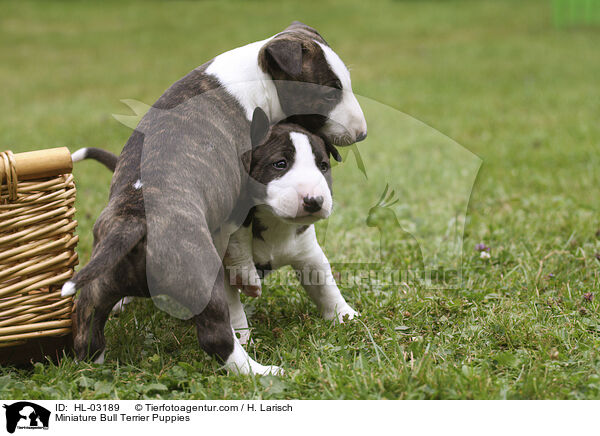 Miniature Bull Terrier Puppies / HL-03189