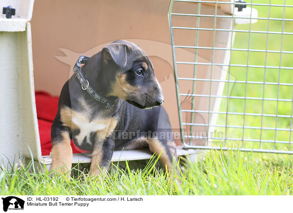 Miniatur Bullterrier Welpe / Miniature Bull Terrier Puppy / HL-03192