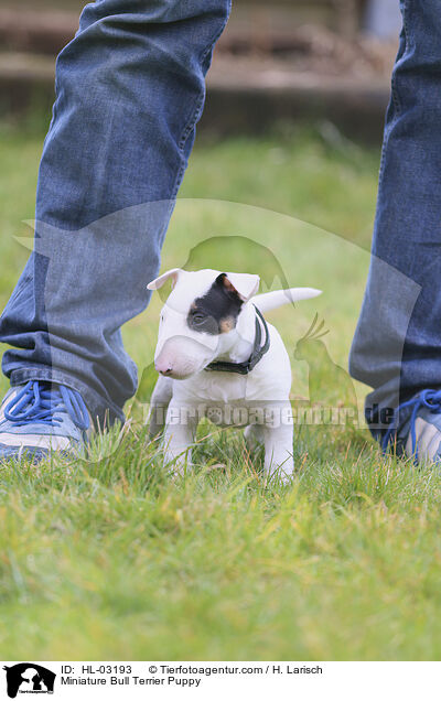 Miniature Bull Terrier Puppy / HL-03193