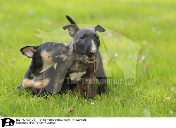Miniature Bull Terrier Puppies / HL-03195