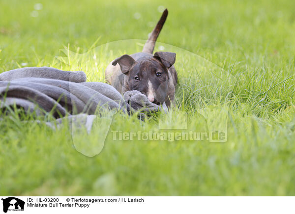 Miniatur Bullterrier Welpe / Miniature Bull Terrier Puppy / HL-03200