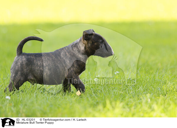 Miniatur Bullterrier Welpe / Miniature Bull Terrier Puppy / HL-03201