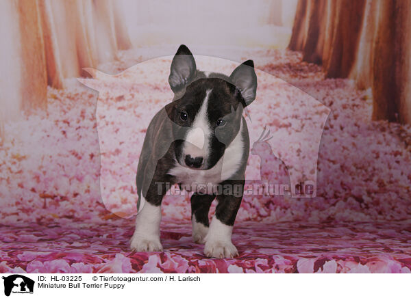 Miniature Bull Terrier Puppy / HL-03225