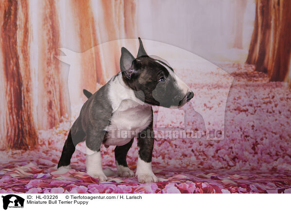 Miniatur Bullterrier Welpe / Miniature Bull Terrier Puppy / HL-03226