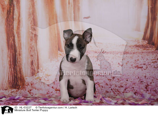 Miniatur Bullterrier Welpe / Miniature Bull Terrier Puppy / HL-03227