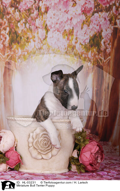 Miniatur Bullterrier Welpe / Miniature Bull Terrier Puppy / HL-03231