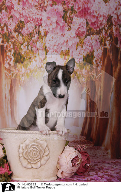 Miniatur Bullterrier Welpe / Miniature Bull Terrier Puppy / HL-03232