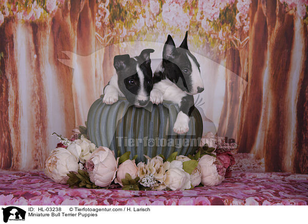 Miniatur Bullterrier Welpen / Miniature Bull Terrier Puppies / HL-03238