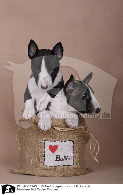 Miniatur Bullterrier Welpen / Miniature Bull Terrier Puppies / HL-03243