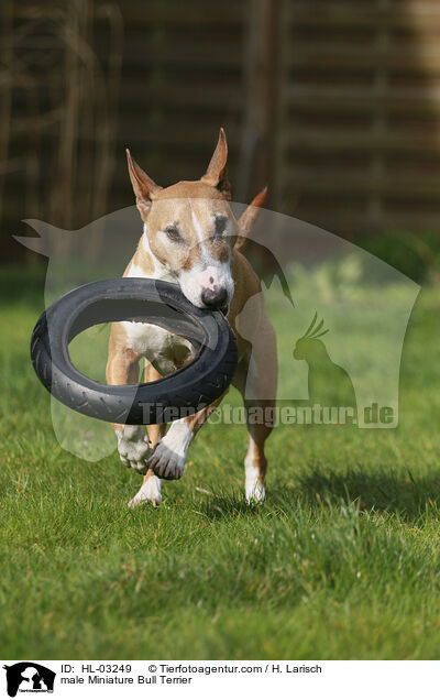 Miniatur Bullterrier Rde / male Miniature Bull Terrier / HL-03249