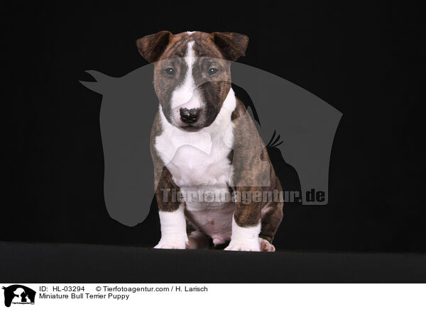 Miniatur Bullterrier Welpe / Miniature Bull Terrier Puppy / HL-03294