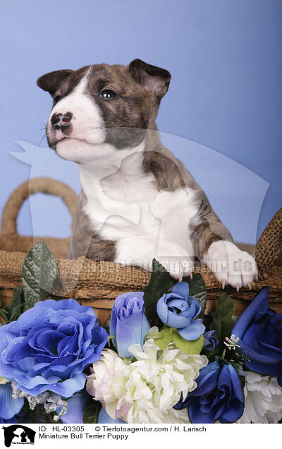 Miniatur Bullterrier Welpe / Miniature Bull Terrier Puppy / HL-03305