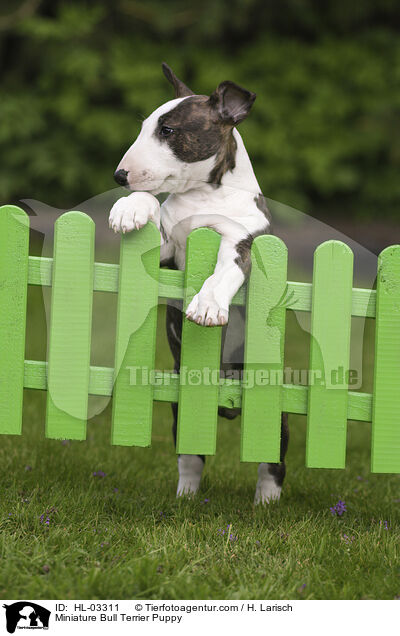 Miniatur Bullterrier Welpe / Miniature Bull Terrier Puppy / HL-03311