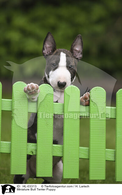 Miniatur Bullterrier Welpe / Miniature Bull Terrier Puppy / HL-03313