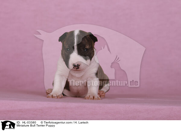 Miniature Bull Terrier Puppy / HL-03380