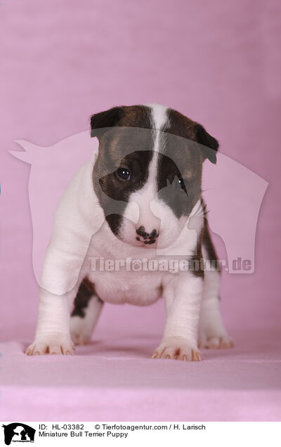 Miniatur Bullterrier Welpe / Miniature Bull Terrier Puppy / HL-03382