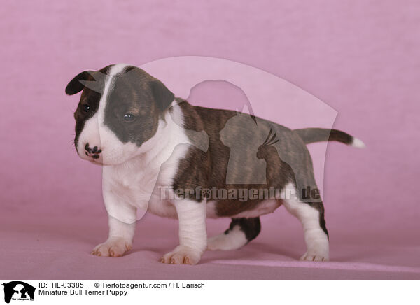 Miniatur Bullterrier Welpe / Miniature Bull Terrier Puppy / HL-03385