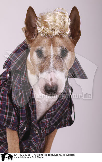 male Miniature Bull Terrier / HL-03388