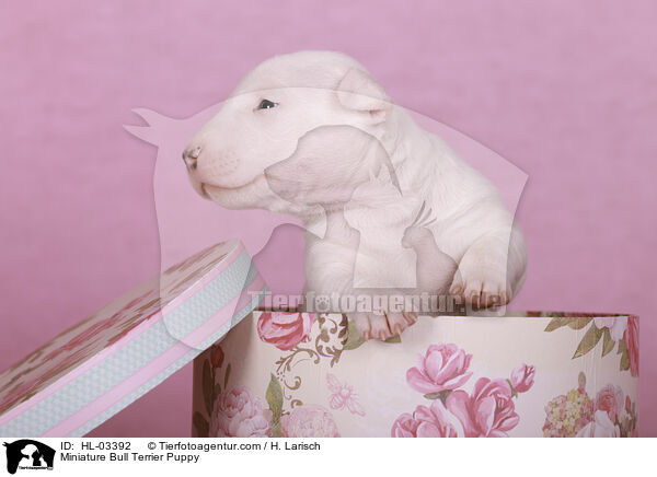 Miniatur Bullterrier Welpe / Miniature Bull Terrier Puppy / HL-03392