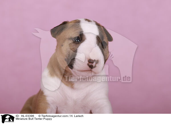 Miniatur Bullterrier Welpe / Miniature Bull Terrier Puppy / HL-03396