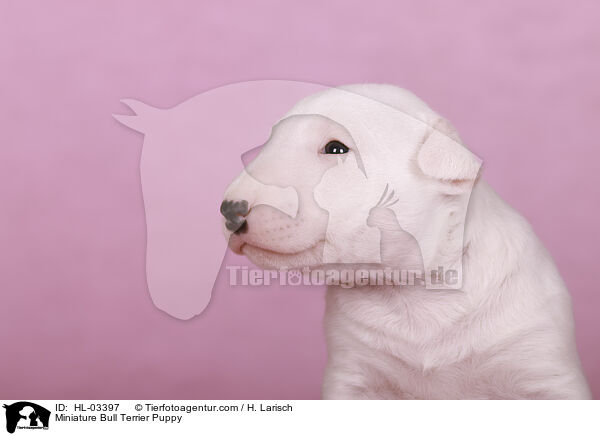 Miniatur Bullterrier Welpe / Miniature Bull Terrier Puppy / HL-03397