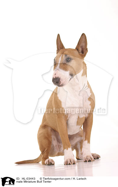 male Miniature Bull Terrier / HL-03443