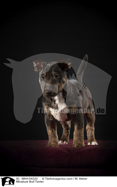 Miniatur Bullterrier / Miniature Bull Terrier / MAH-04020