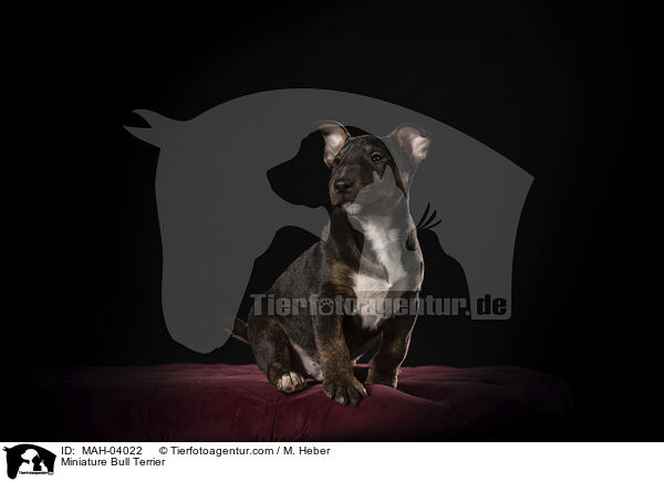 Miniature Bull Terrier / MAH-04022