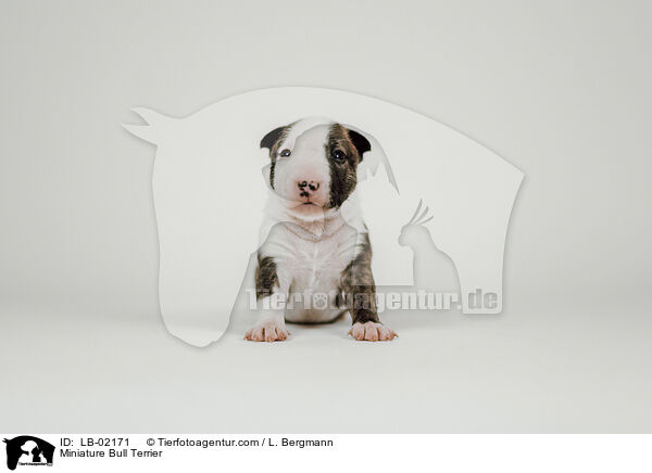 Miniatur Bullterrier / Miniature Bull Terrier / LB-02171